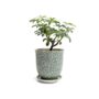 Liberte Porcelain Pot and Saucer Set – Green Leaves – 3.25″